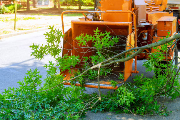 Tree Health Inspection in Manhattan Beach, CA